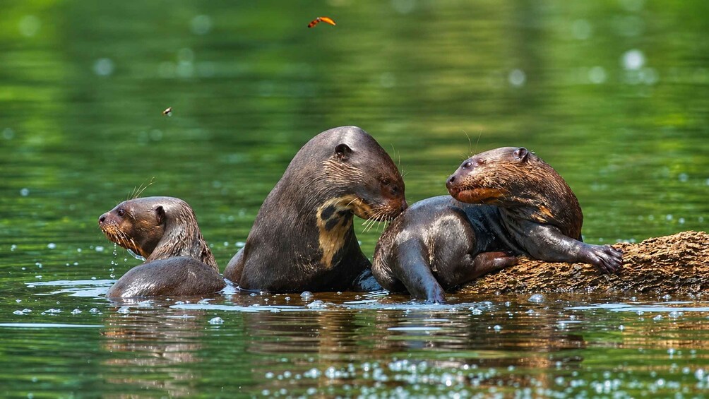 Three otters resting on a log in a body of water. 1