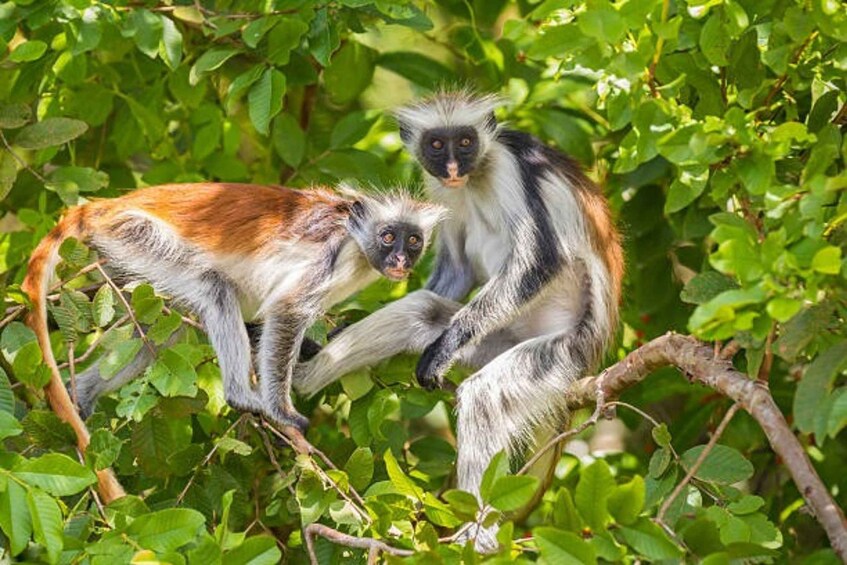 Two monkeys in a green leafy environment. 1