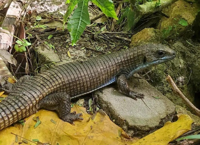 A lizard on a rock surrounded by foliage. 2