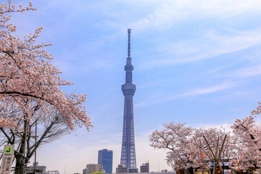 A tower with a spire, surrounded by cherry blossom trees. 1