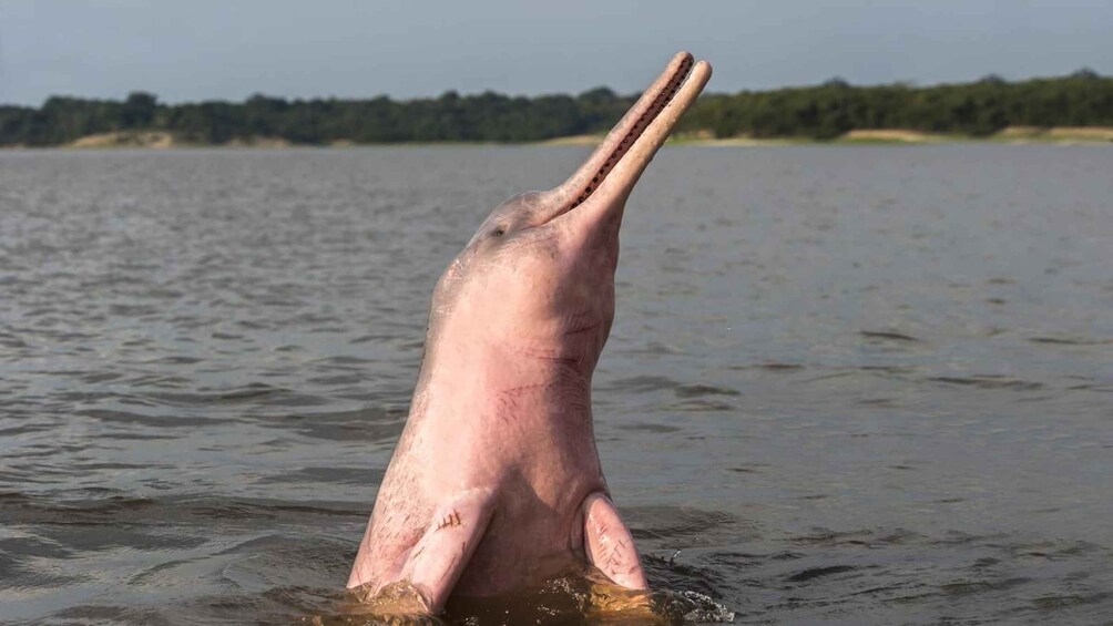 A dolphin leaping out of the water. 5