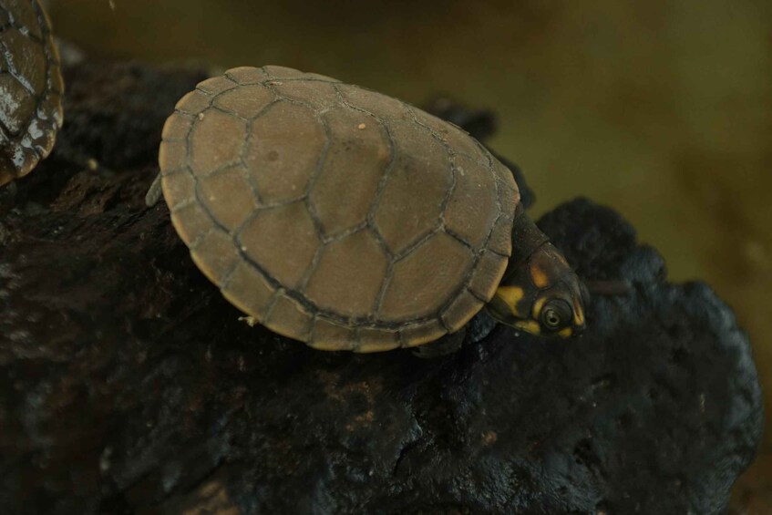 A turtle on a rock. 3