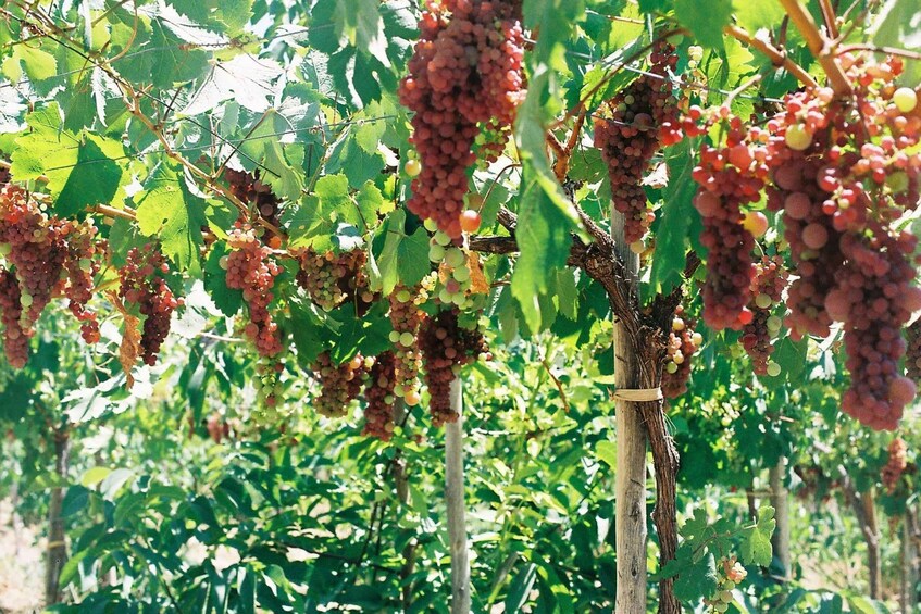 Alto Valle de Elqui: Últimos Poblados and Wine Tourism 2