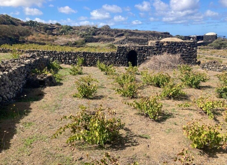 A stone ruin with overgrown vegetation, a clear sky, and distant hills. 3