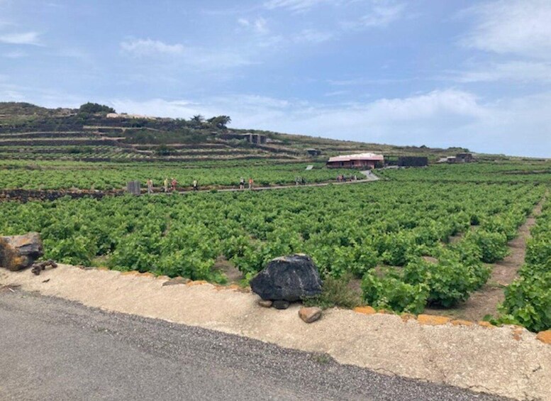 A vineyard with rows of grapevines, a road in the foreground, and a building in the background. 4