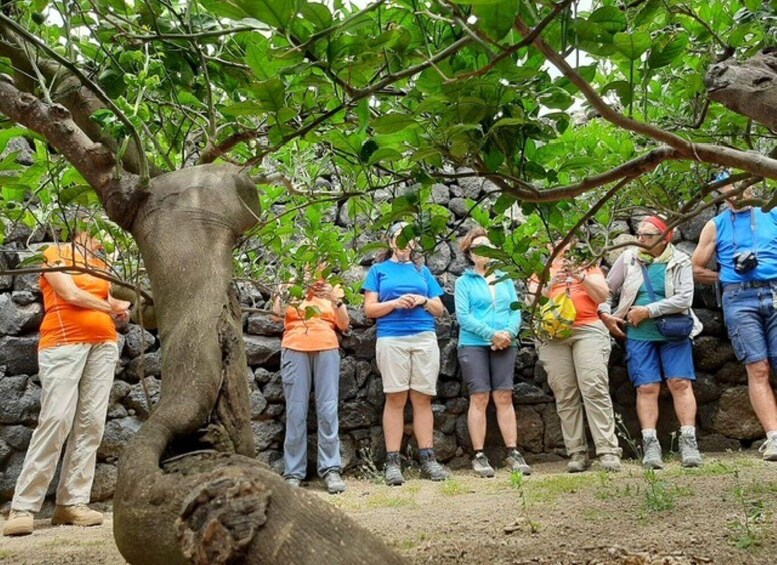 A group of people standing near a tree with a stone wall in the background. 5