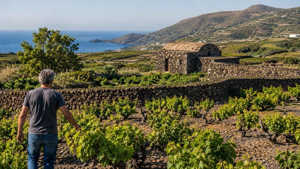 A vineyard with rows of grapevines, a stone wall, and a small stone building in the background. 1