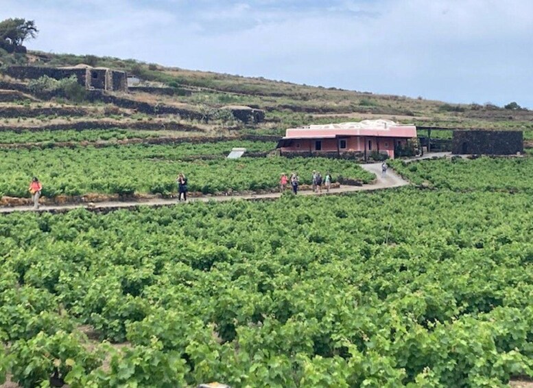 A vineyard with rows of grapevines and a building in the background. 2