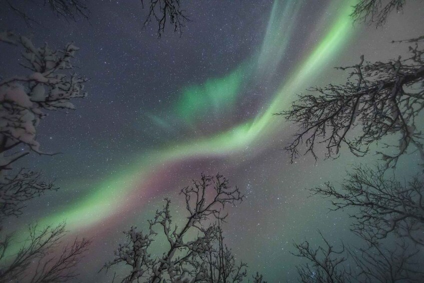 The Northern Lights (Aurora Borealis) in a forested area with bare trees. 2