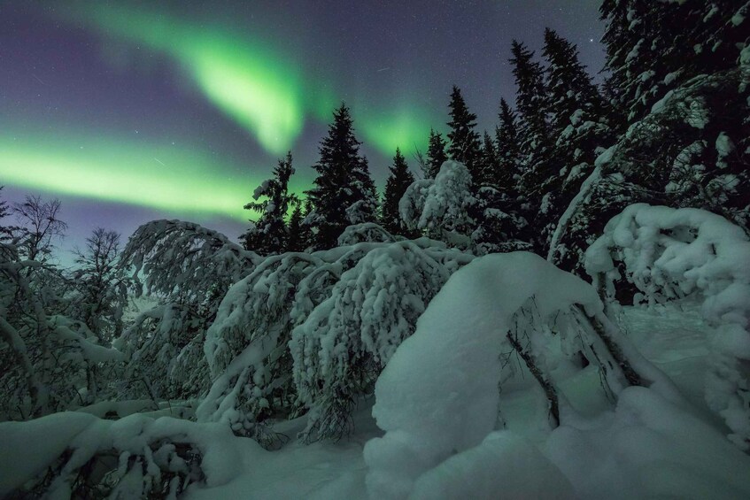 A snowy forest with green aurora borealis. 1