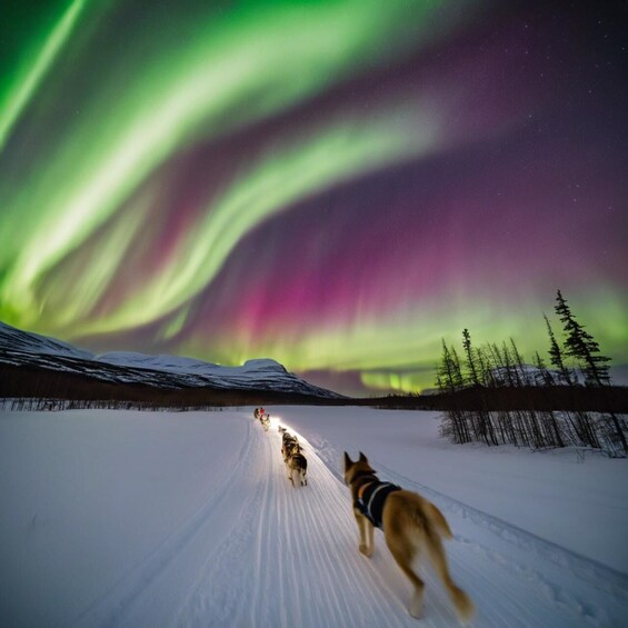 A dog sled team on a snowy trail with the aurora borealis in the background. 5