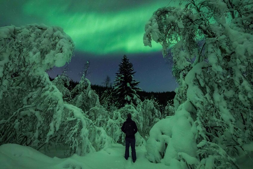 A person standing in a snowy forest under a green aurora. 4