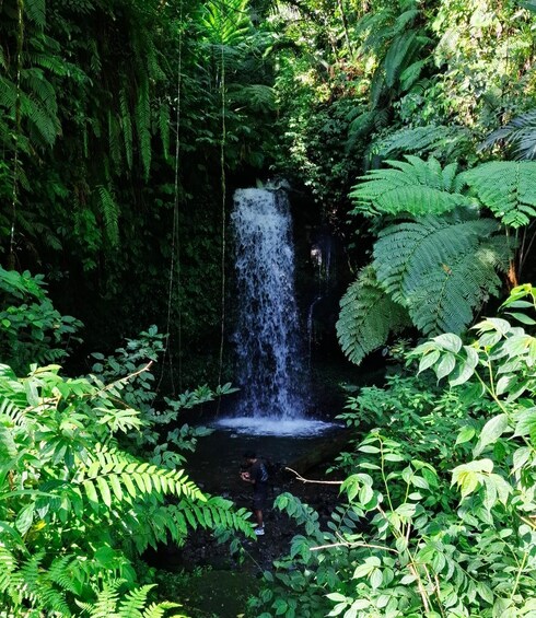 A waterfall surrounded by dense green foliage. 2