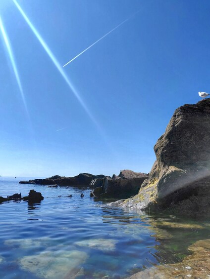 A seagull on a rock, clear blue water, and a distant ship. 2