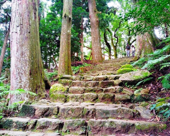 A stone staircase surrounded by lush greenery and tall trees. 4