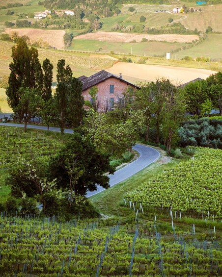 A vineyard with rows of grapevines, a winding road, and a brick house surrounded by trees. 3
