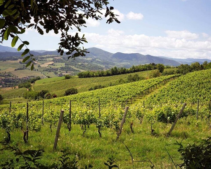 A vineyard with rows of grapevines, rolling hills, and distant mountains under a clear sky. 4