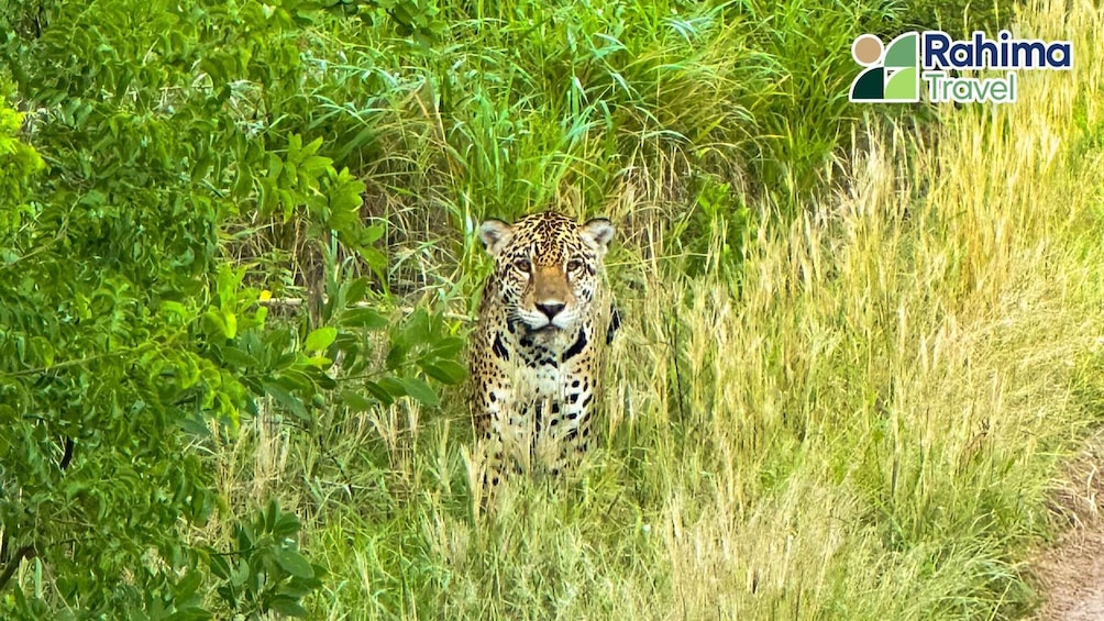 A leopard in a grassy area with dense foliage. 1