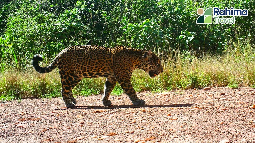 A leopard walking on a gravel path with dense green foliage in the background. 2