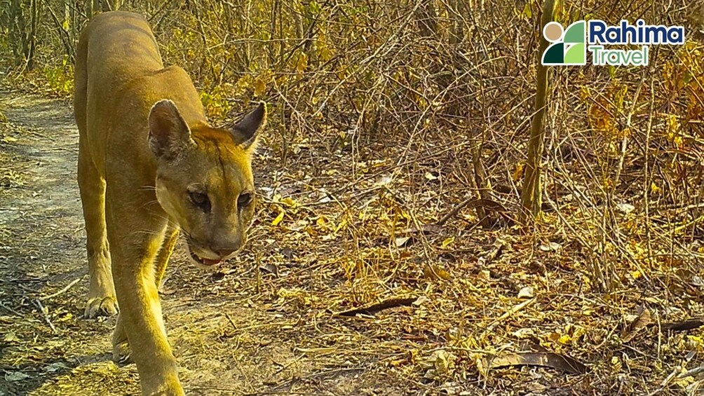 A young animal walking on a path surrounded by dry vegetation. 4