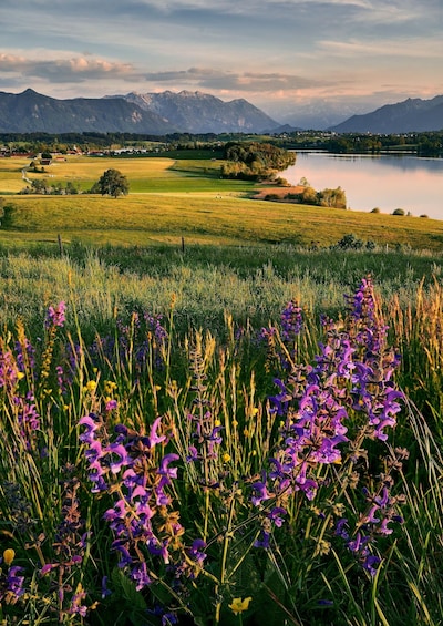 A mountainous landscape with a lake, fields, and purple flowers in the foreground. 2
