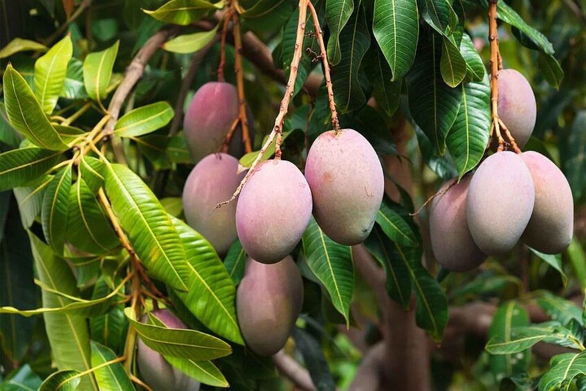 A cluster of ripe, purple fruits hanging from branches with green leaves. 3