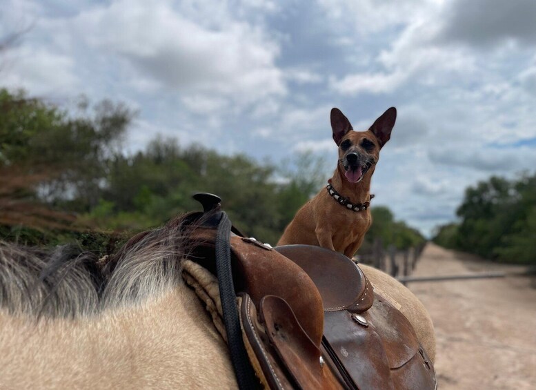 A horse with a saddle and a dog sitting on its back. 2