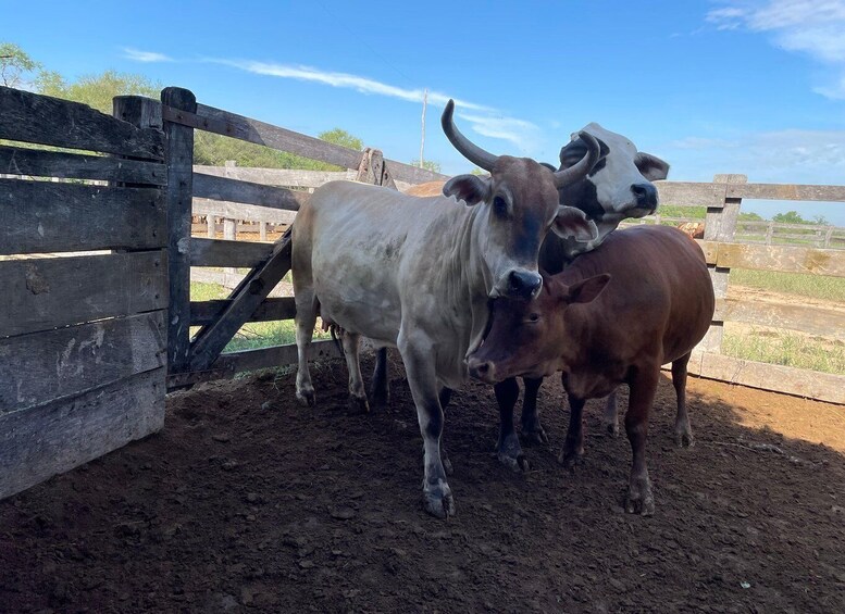 A wooden fence, a white cow, and a brown calf in a fenced area with dirt ground. 4