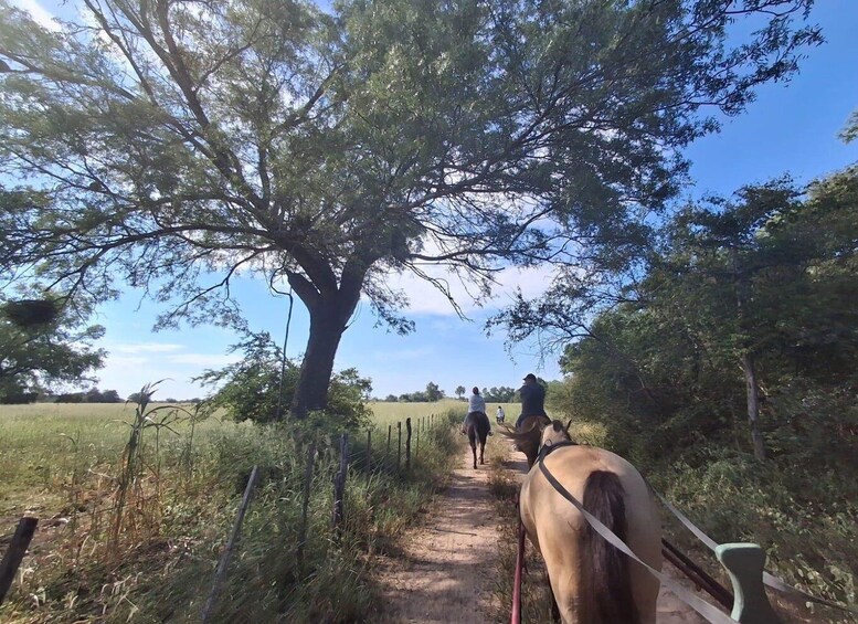 A dirt path with a horse and riders, surrounded by trees and grass. 3