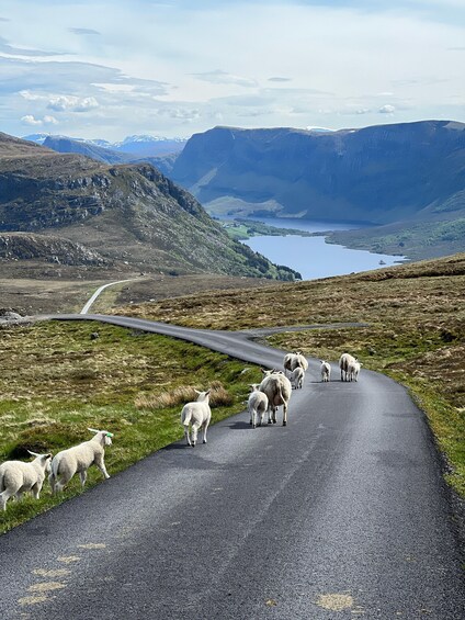 A winding road with sheep grazing on the side. 2