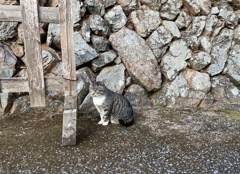 A cat sitting on a gravel surface with a stone wall and a wooden fence in the background. 2