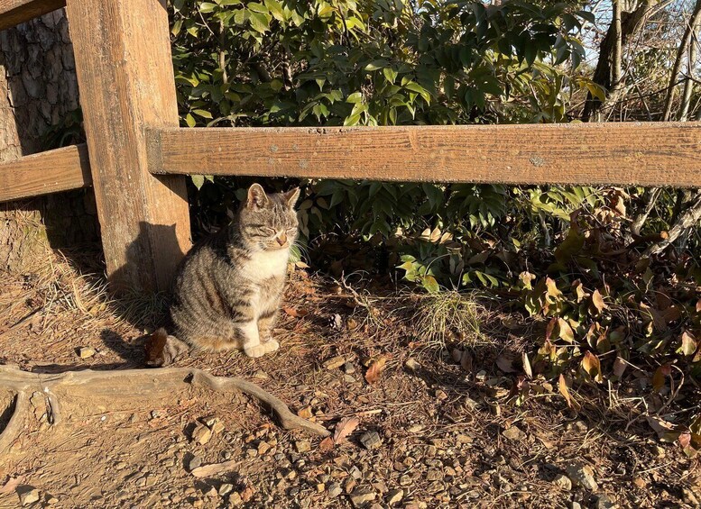 A tabby cat sitting on a gravel surface with a wooden fence and foliage in the background. 4