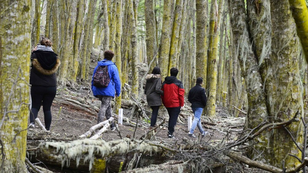 A group of people hiking through a forest with tall trees and fallen branches. 1