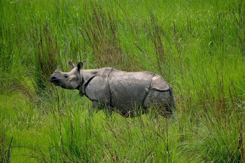 A rhinoceros in a grassy field. 5
