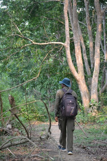 A person walking on a forest path. 3