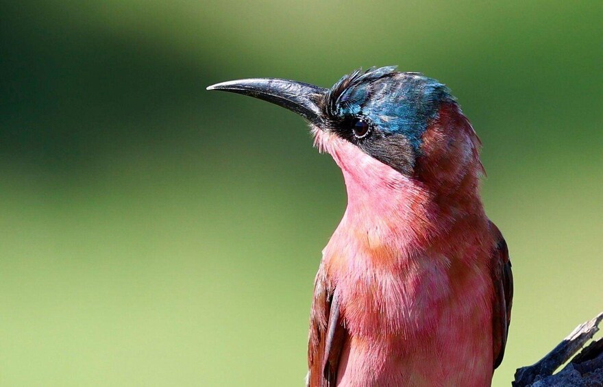 A bird with a long beak and pinkish feathers. 2