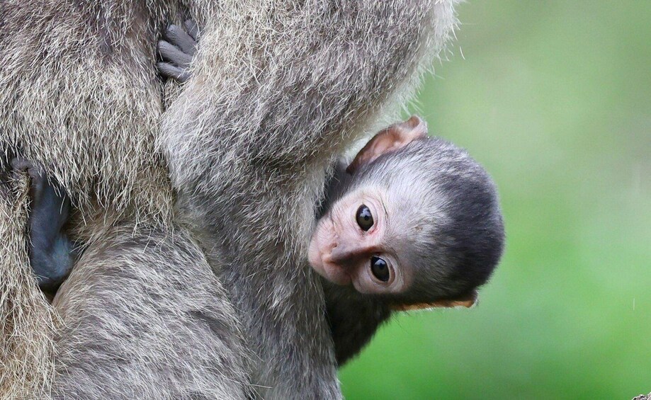 A monkey with a baby clinging to its fur. 4