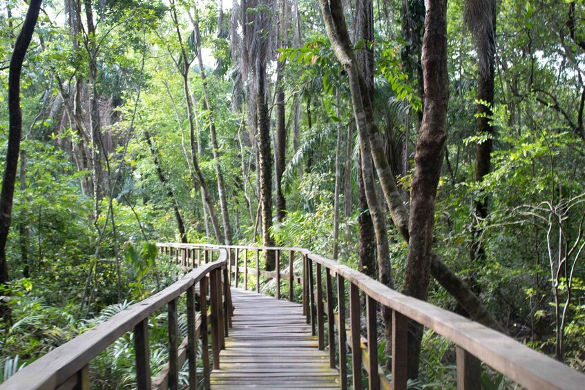 A wooden boardwalk through a dense forest. 1