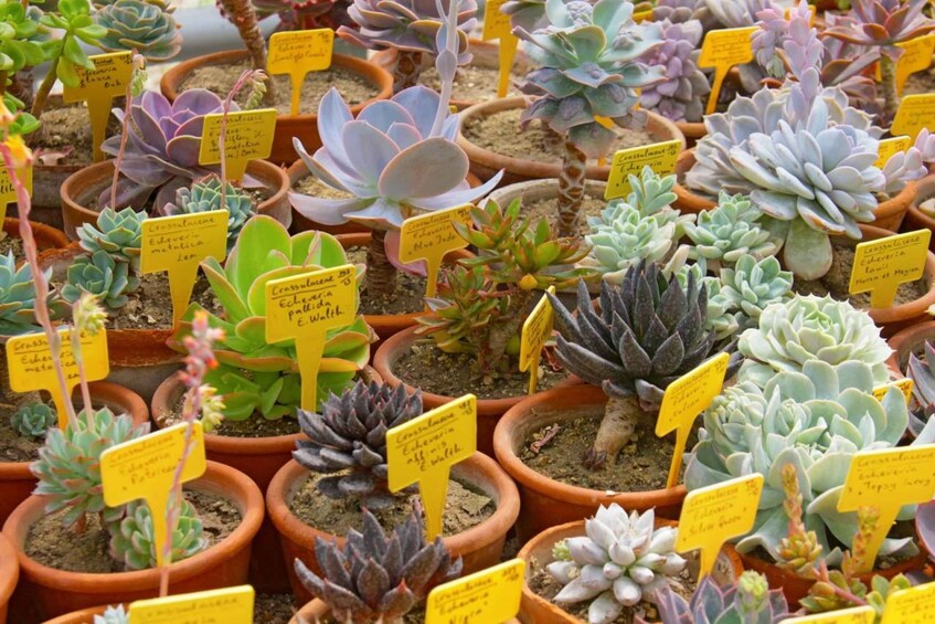 A variety of potted succulents with labels. 4