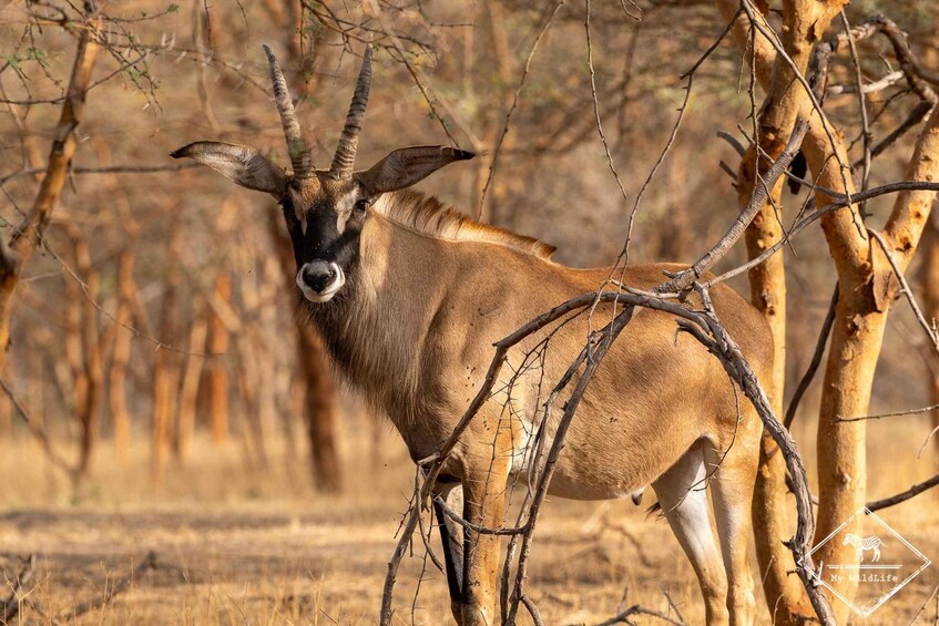 A kudu antelope standing among dry, leafless trees in a savanna landscape. 4