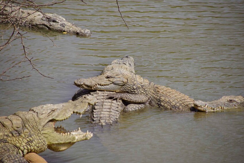 A group of crocodiles in a body of water. 2