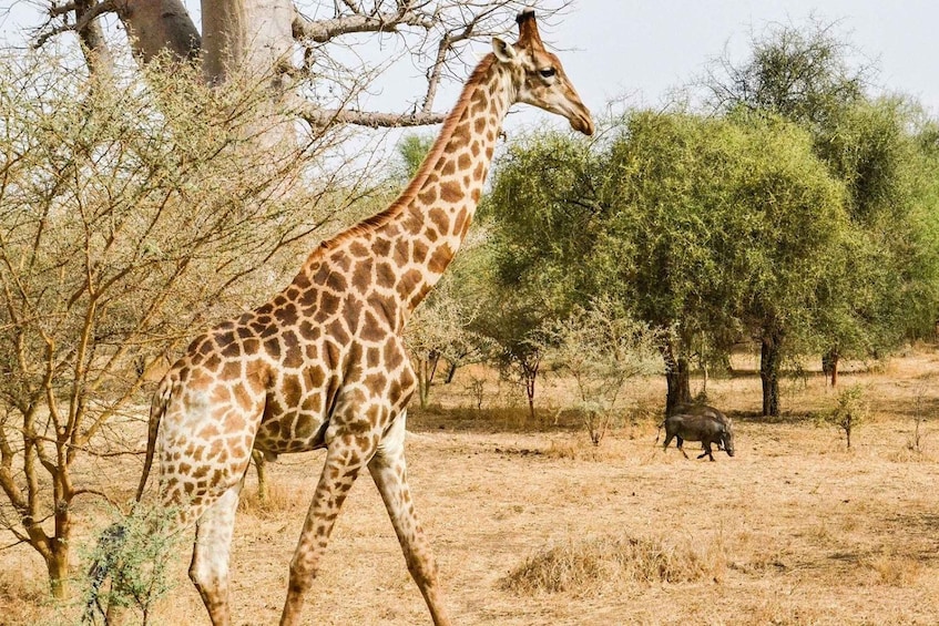 A giraffe walking in a dry savanna with sparse trees and a warthog in the background. 1