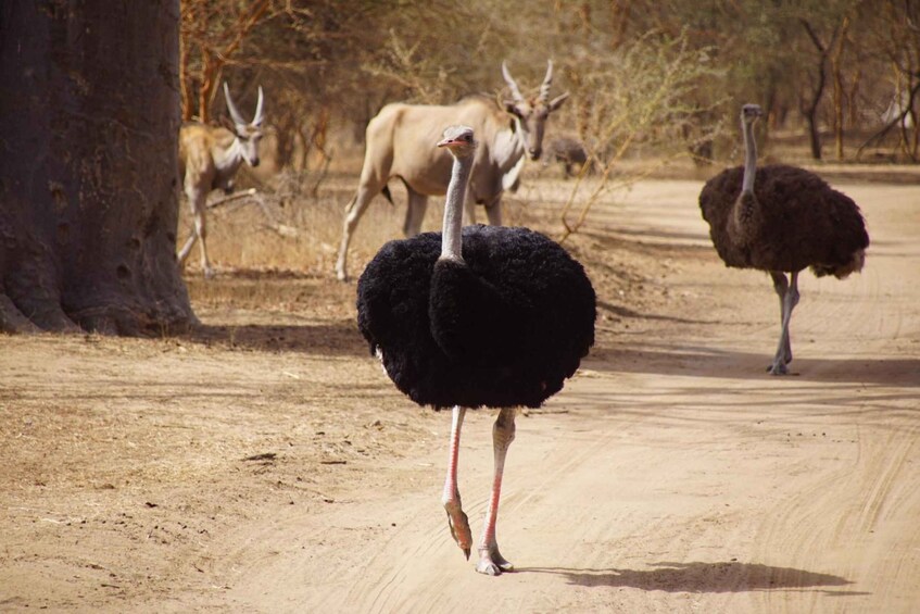 An ostrich walking on a dirt path with trees and another ostrich in the background. 5