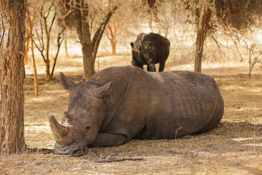 A rhinoceros resting under a tree in a dry, grassy area with another rhinoceros in the background. 3