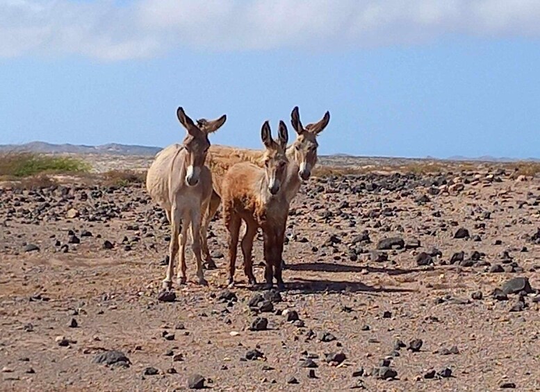Three horses standing in a rocky desert landscape with sparse vegetation and distant mountains. 3