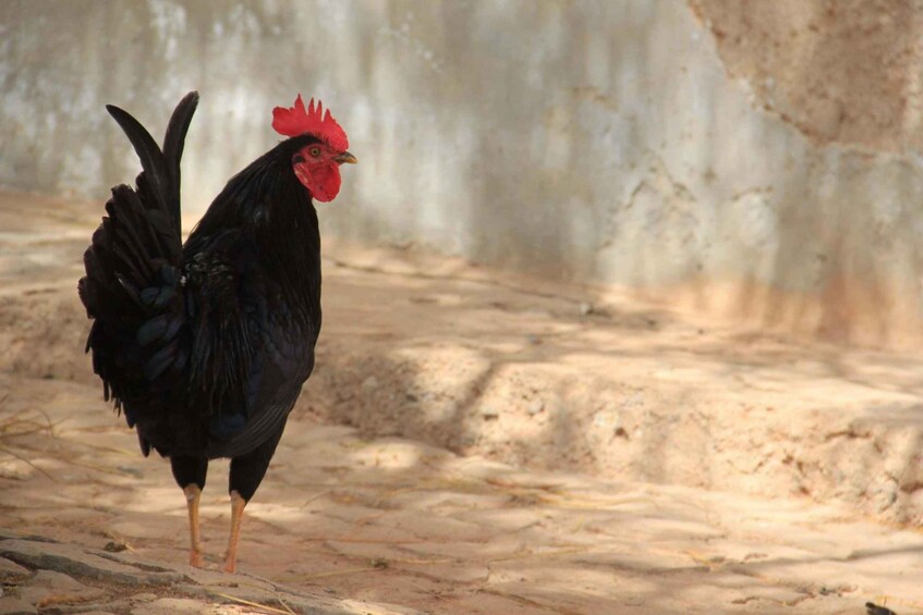A black rooster with a red comb standing on a dirt ground. 4