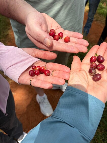Three hands holding red berries. 1
