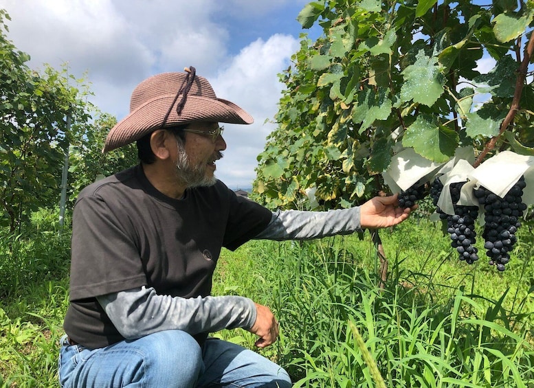 A person in a vineyard holding a bunch of grapes. 4