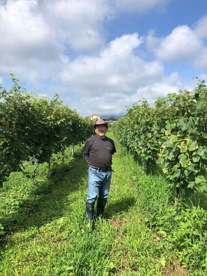 A person standing in a vineyard with rows of grapevines. 2