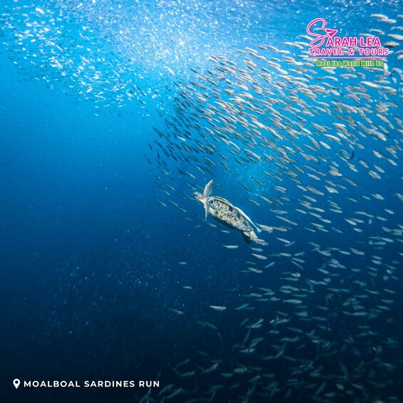 A turtle swimming among a school of fish in the ocean. 1